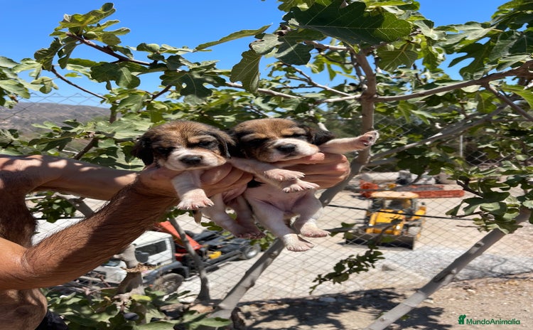 Beagle perros - Anuncio 1