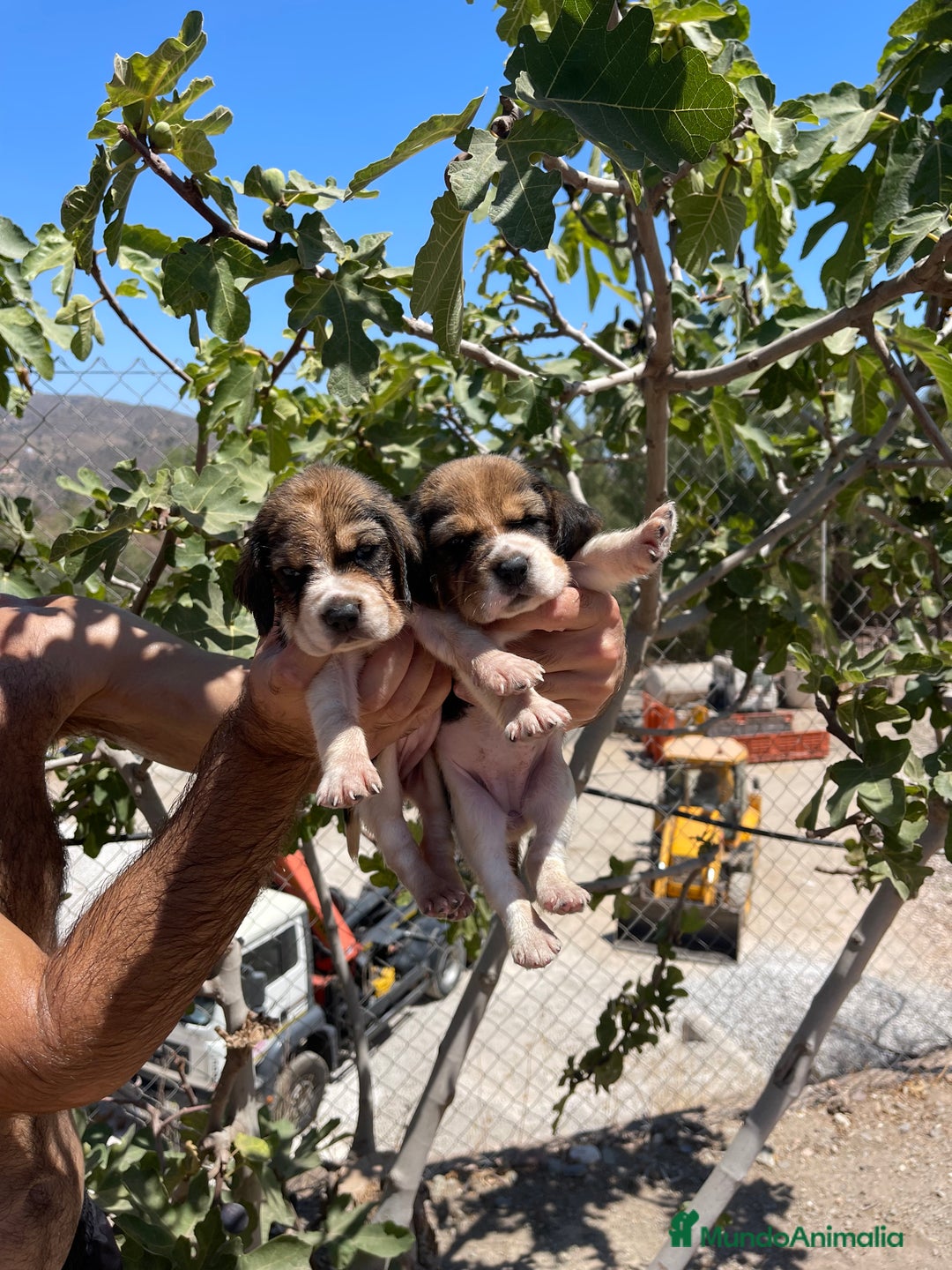 Beagle perros en venta: BEAGLE DISPONIBLES - Imagen 1