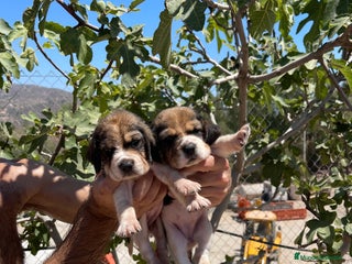 Beagle perros - Anuncio 3