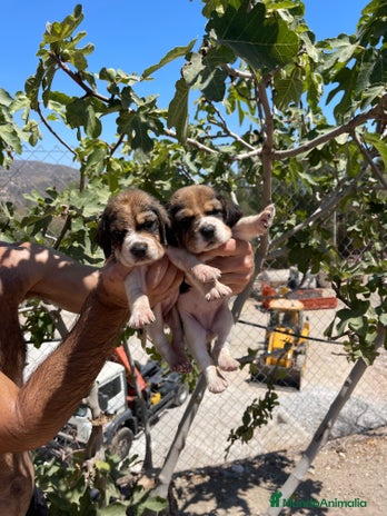 Beagle perros - Anuncio 1