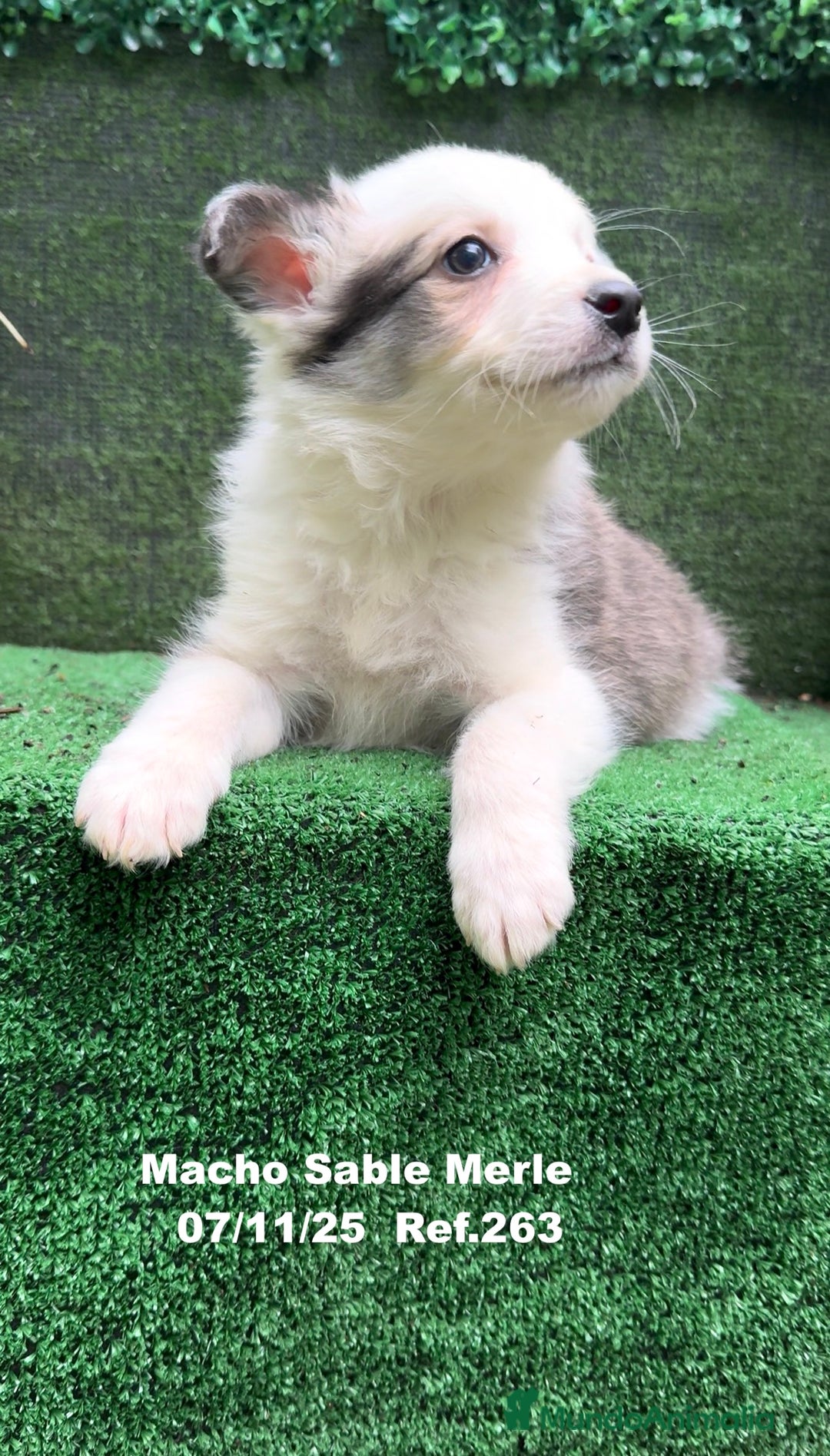 Border Collie perros en venta: Border Collie  - Anuncio 34