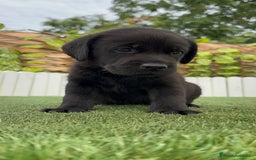 Labrador Retriever perros en venta: LABRADOR MACHO - Imagen 7
