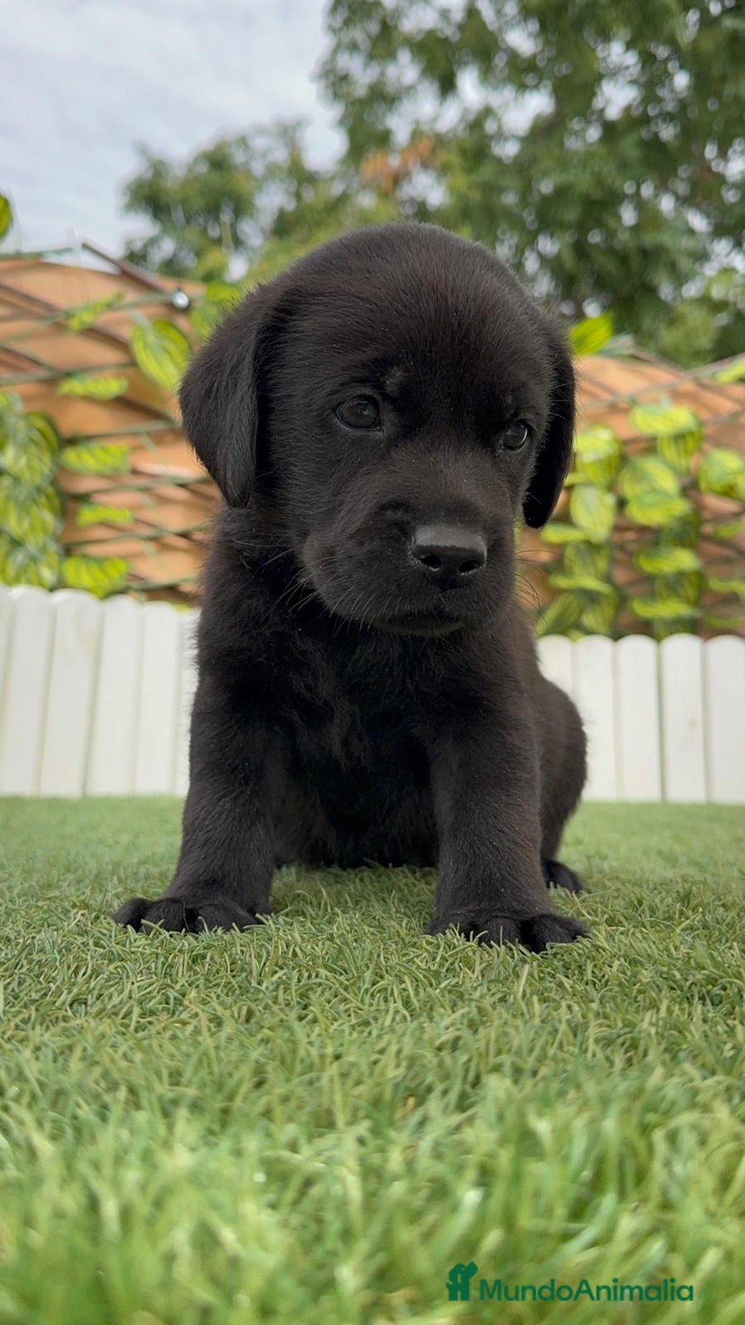 Labrador Retriever perros en venta: LABRADOR MACHO - Imagen 7