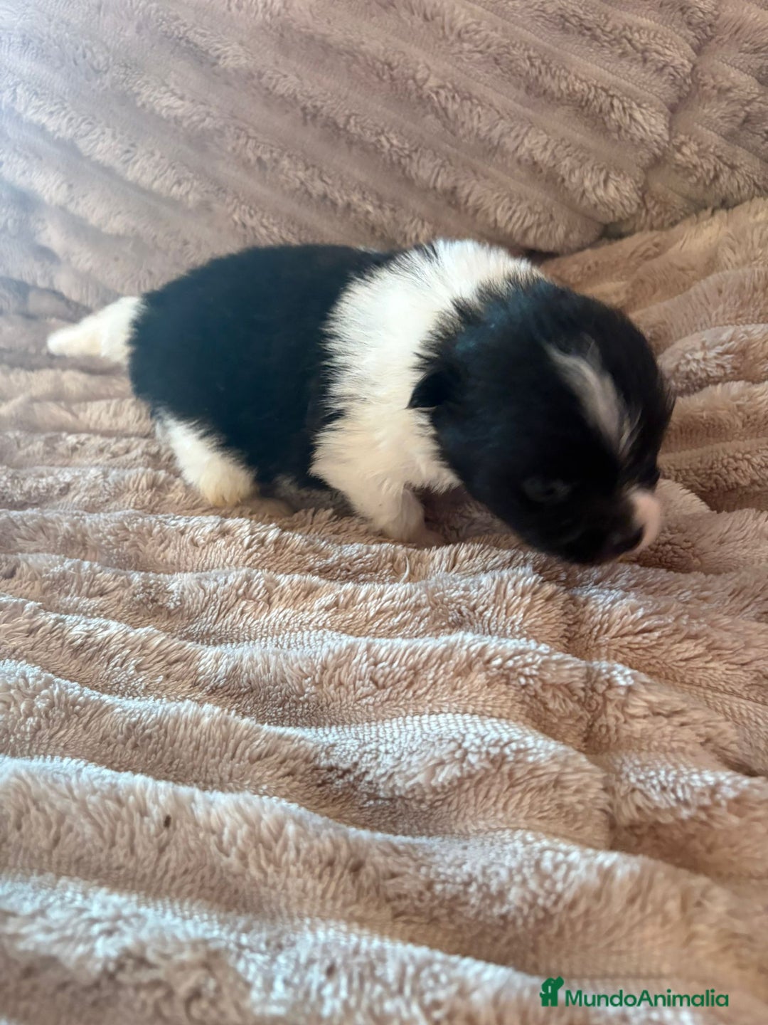 Pomerania perros en venta: Pele y Mele ya son papas , lulu pomerania toy  - Anuncio 13