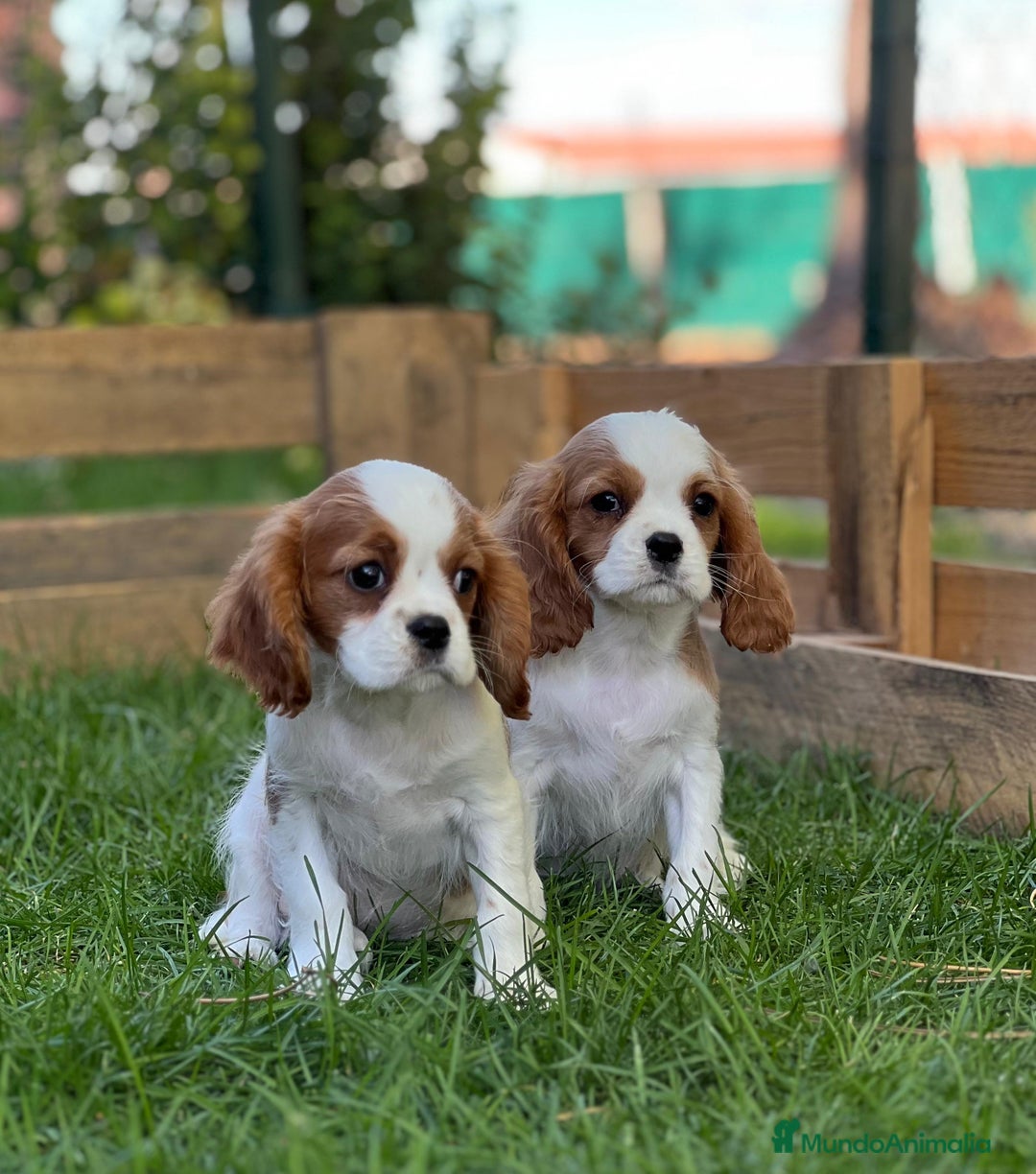 Cavalier King Charles Spaniel perros en venta: Cavalier king machos - Imagen 1