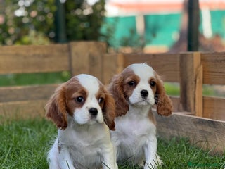 Cavalier King Charles Spaniel perros - Anuncio 4
