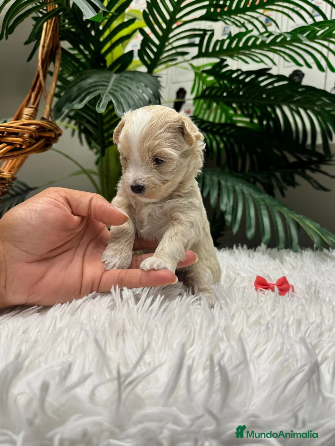 Maltipoo perros en venta: MALTIPOO 💙 - Anuncio 20