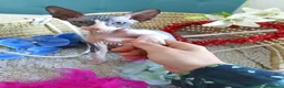 Sphynx gatos en venta: SPHYNX  en Madrid - Anuncio 3