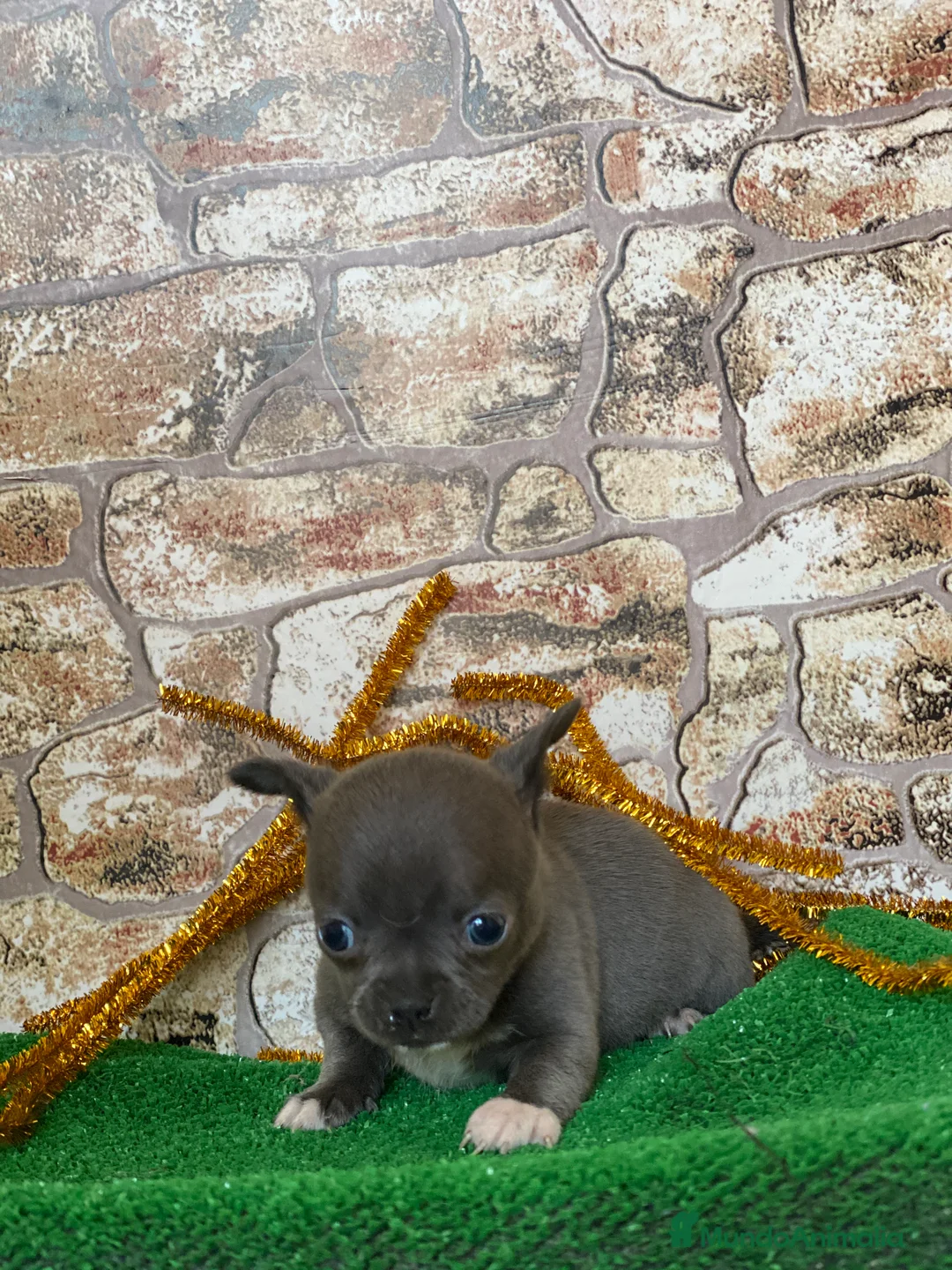 Chihuahua perros en venta: Chihuahua Toy  en Ciudad Real - Anuncio 4