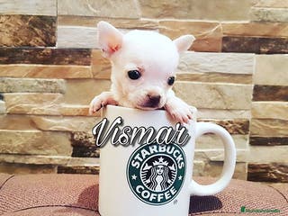 Chihuahua perros Chihuahuas preciosos en Barcelona - Anuncio 27