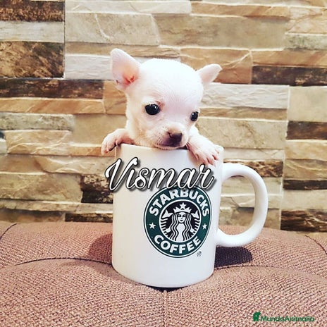 Chihuahua perros en Barcelona - Anuncio 19