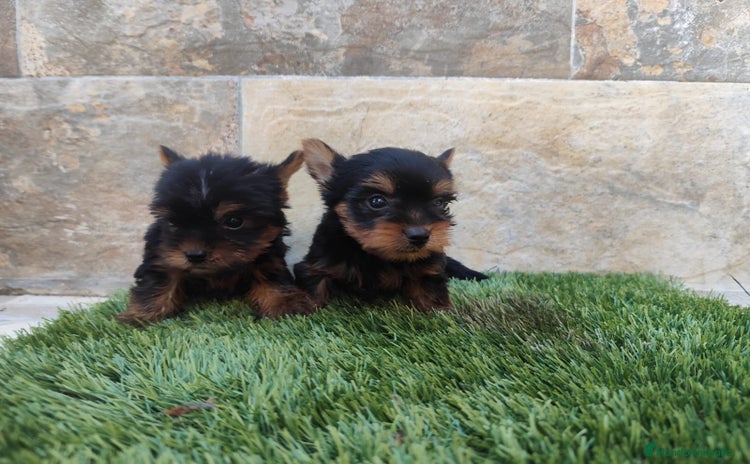 Yorkshire Terrier perros - Propaganda 14