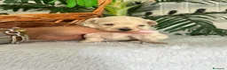 Maltipoo perros en venta: MALTIPOO DE LÍNEA COREANA – PEQUEÑOS QUE ENAMORAN - Anuncio 5