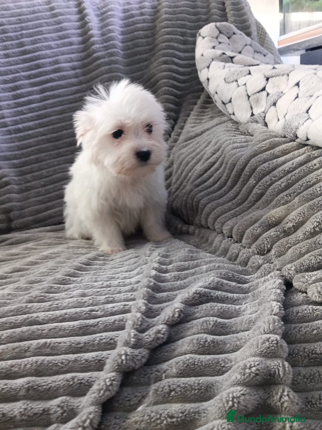 Bichón Maltés perros en venta: Bichón maltes linea americana  - Anuncio 4