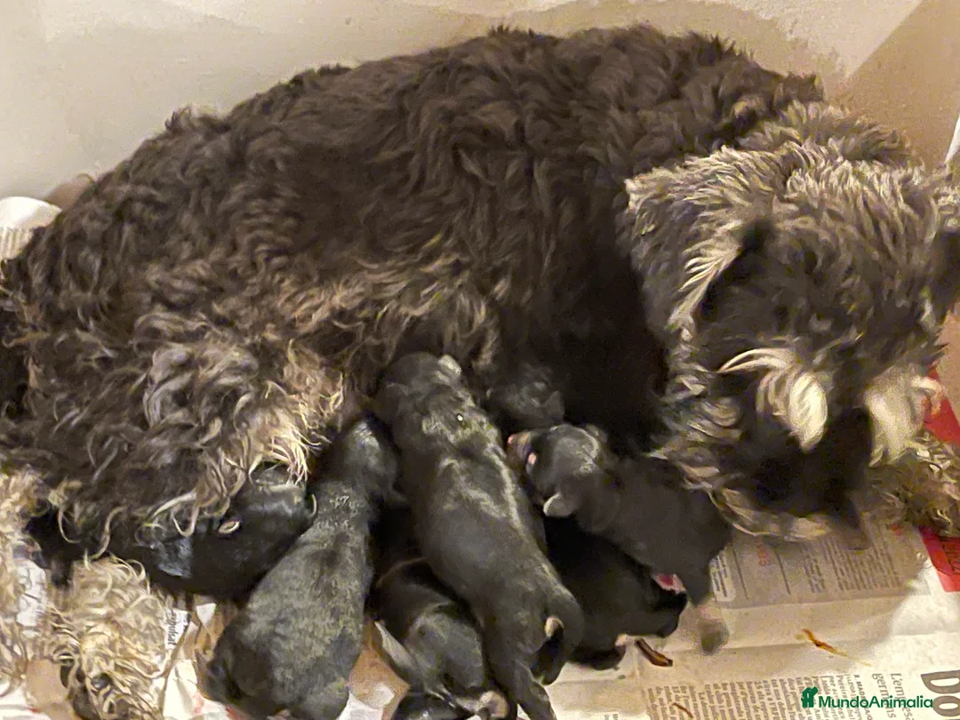 Schnauzer Miniatura perros en venta: Cachorros schnauzer miniatura  en Lérida - Anuncio 2
