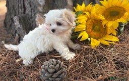 Bichón Maltés perros en venta: Bichon maltés alta selección de cachorros  - Imagen 7