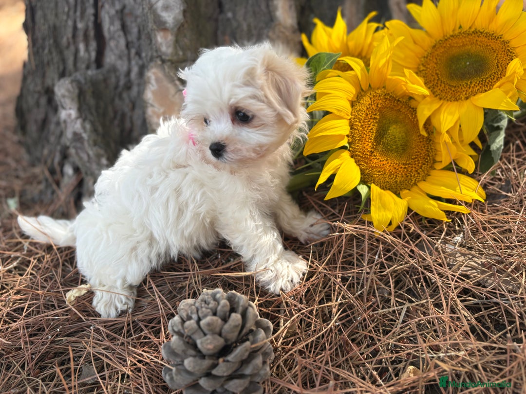 Bichón Maltés perros en venta: Bichon maltés alta selección de cachorros  - Imagen 7