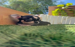 Chihuahua perros en venta: CHIHUAHUA HEMBRA - Imagen 10
