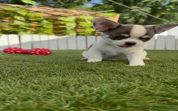 Chihuahua perros en venta: CHIHUAHUA MACHO TRICOLOR - Imagen 13
