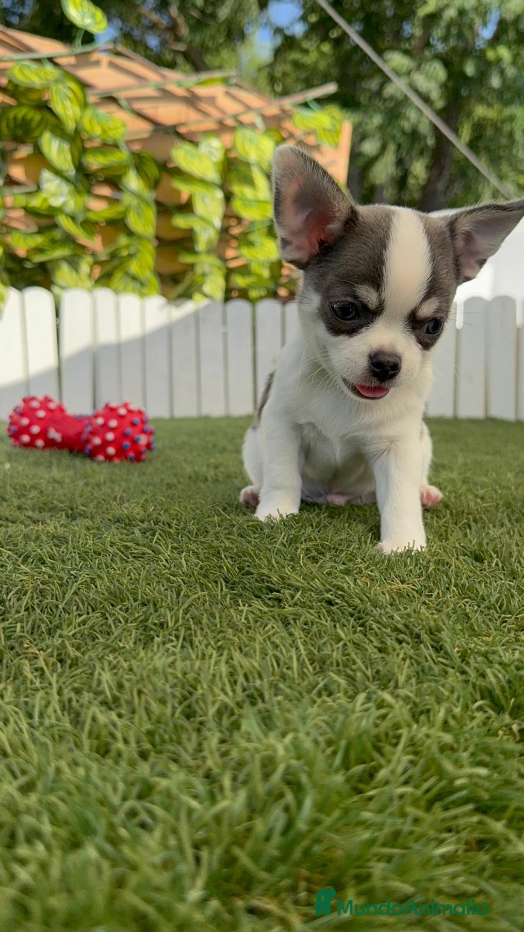 Chihuahua perros en venta: CHIHUAHUA MACHO TRICOLOR - Imagen 13
