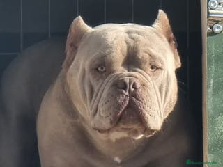 American Bully perros American Bully para monta en Alicante - Anuncio 2