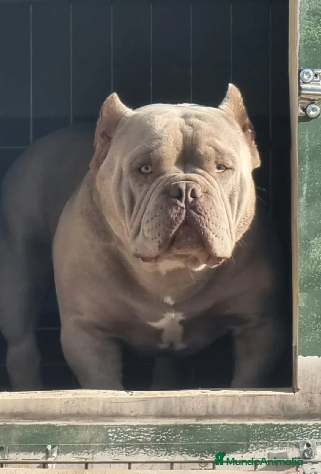 American Bully perros para monta: American Bully para monta en Alicante - Anuncio 1