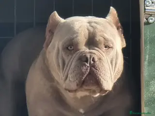 American Bully perros American Bully para monta en Alicante - Anuncio 3