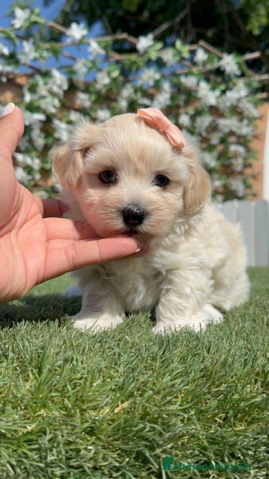 Maltipoo perros MALTIPOO HEMBRA  - Anuncio 2
