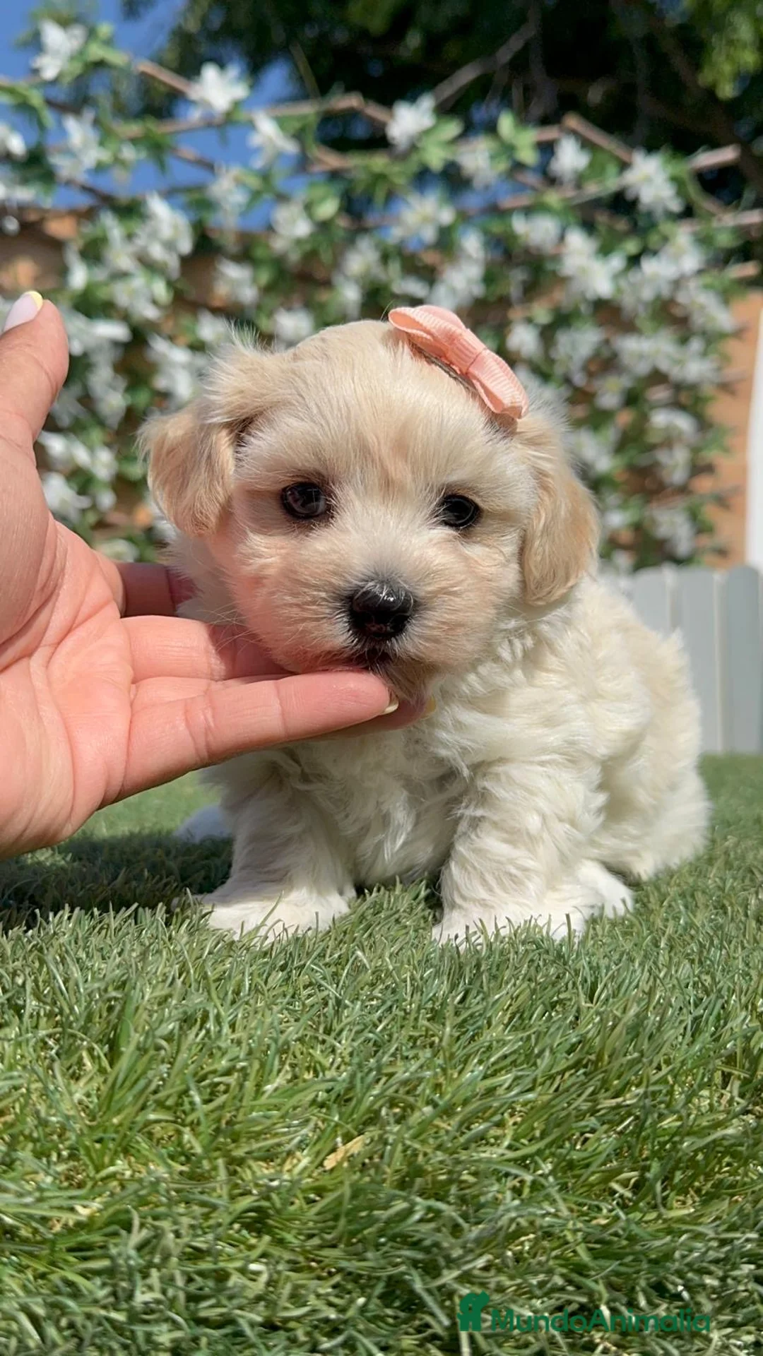 Maltipoo perros en venta: MALTIPOO HEMBRA  - Anuncio 1