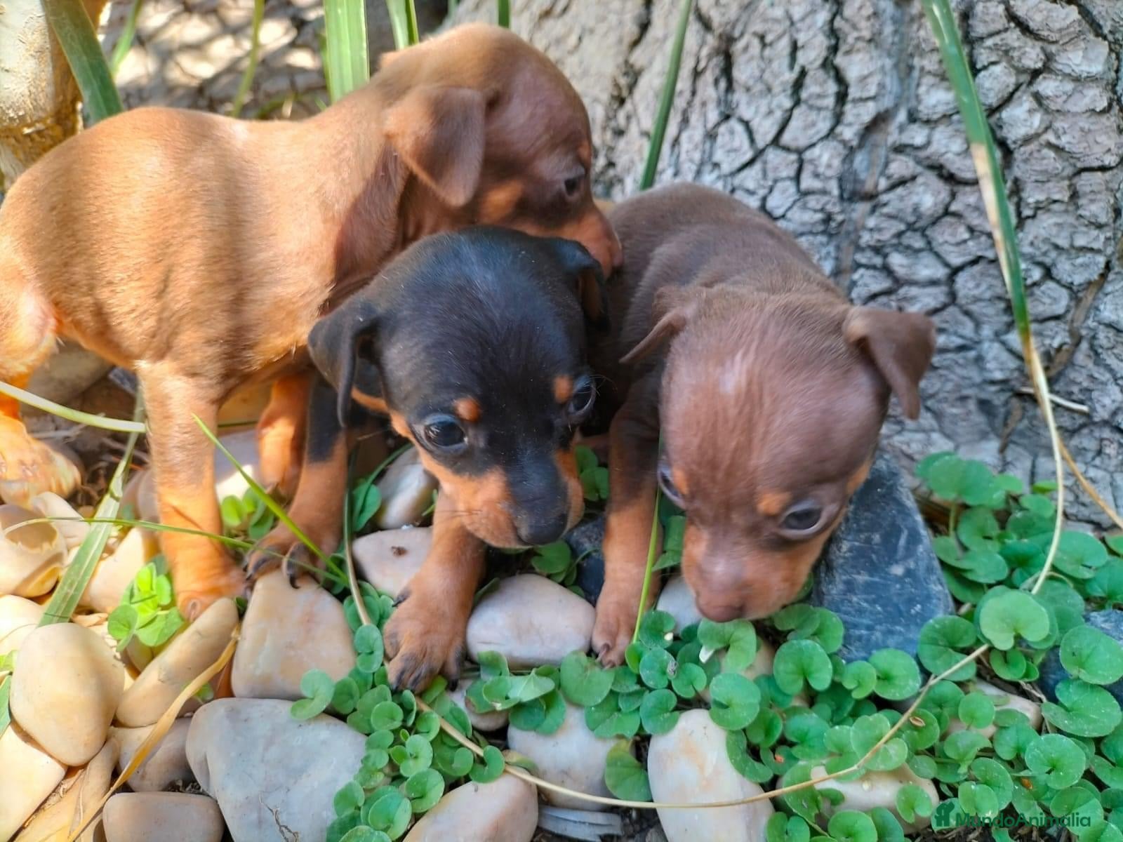 Pinscher Miniatura perros PINSCHER MINI ! DISPONIBLES  - Anuncio 6