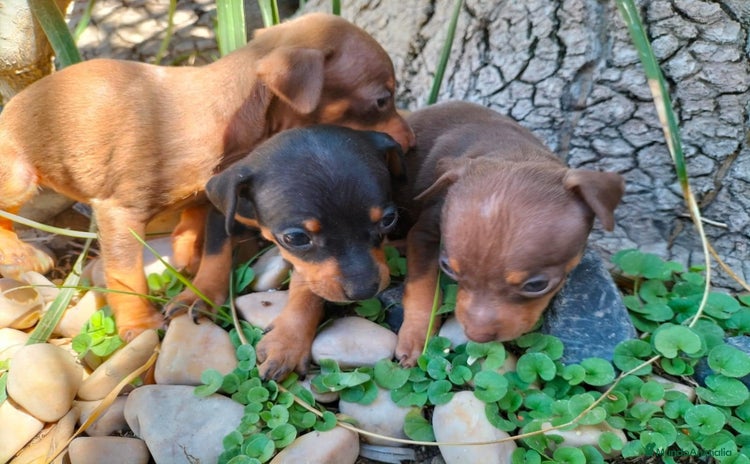 Pinscher Miniatura perros - Propaganda 10