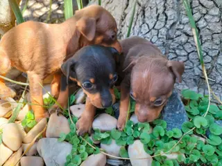 Pinscher Miniatura perros PINSCHER MINI ! DISPONIBLES - Anuncio 10