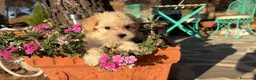 Maltipoo perros en venta: Maltipoo muy bonitos !!! - Anuncio 4