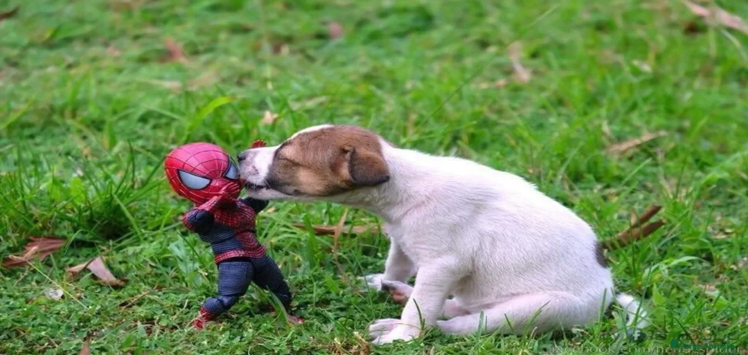 Imagen de galería {{count}}