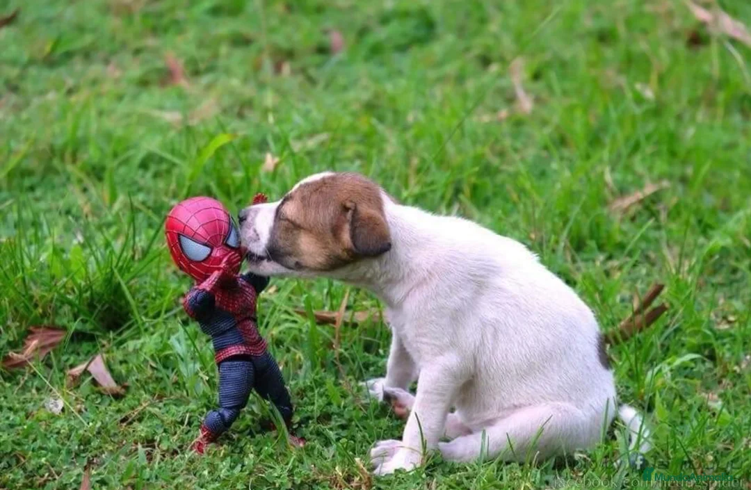 Imagen de galería {{count}}