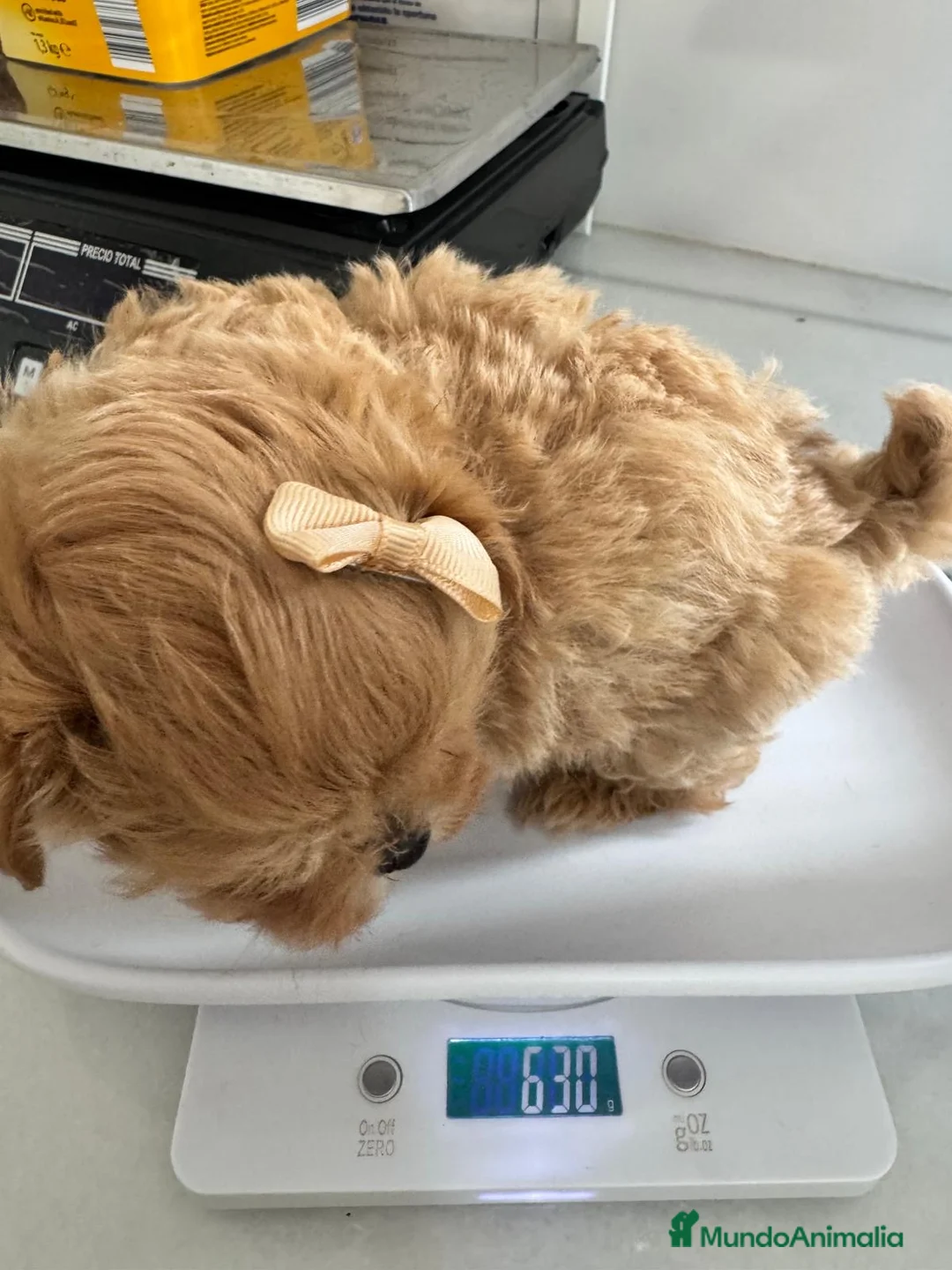 Maltipoo perros en venta: MALTIPOO 100% COREANO - Anuncio 15
