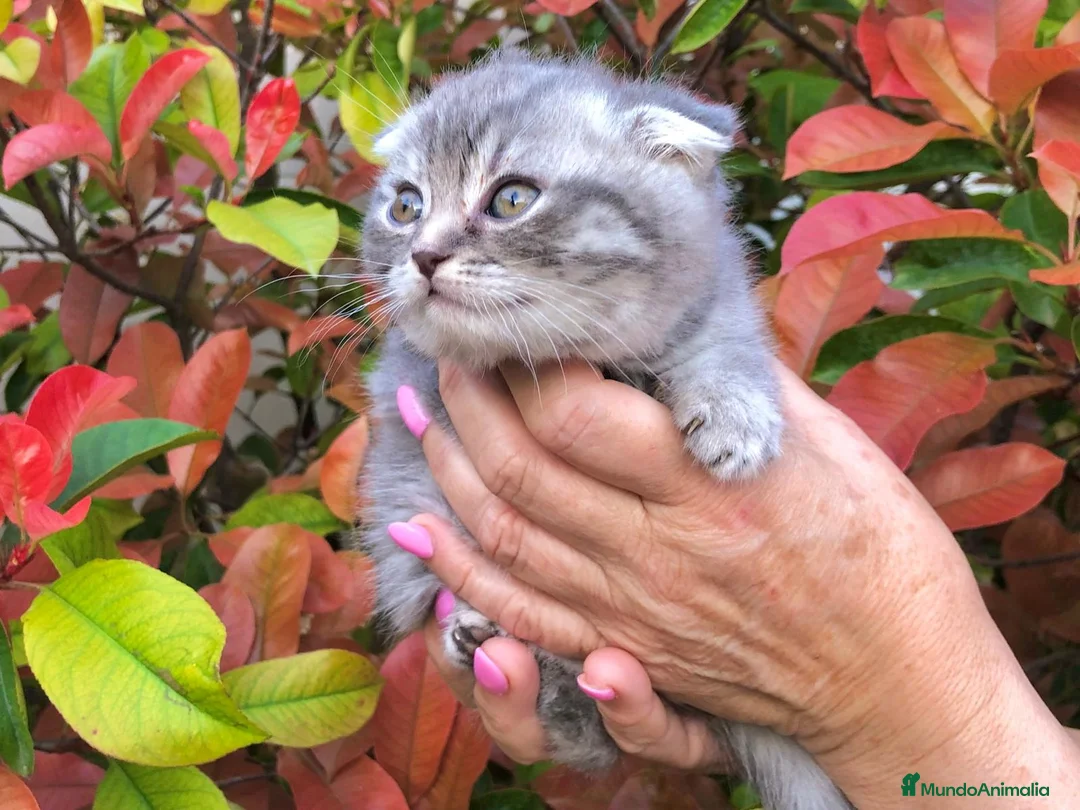 Británico de Pelo Corto gatos en venta: GATOS BRITISH Y SCOTTISH FOLD - Anuncio 2