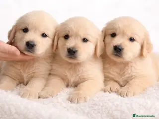 Golden Retriever perros Golden macho - Anuncio 1