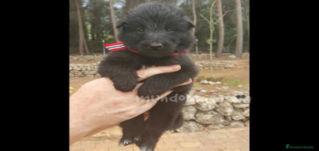 Imagen de galería {{count}}