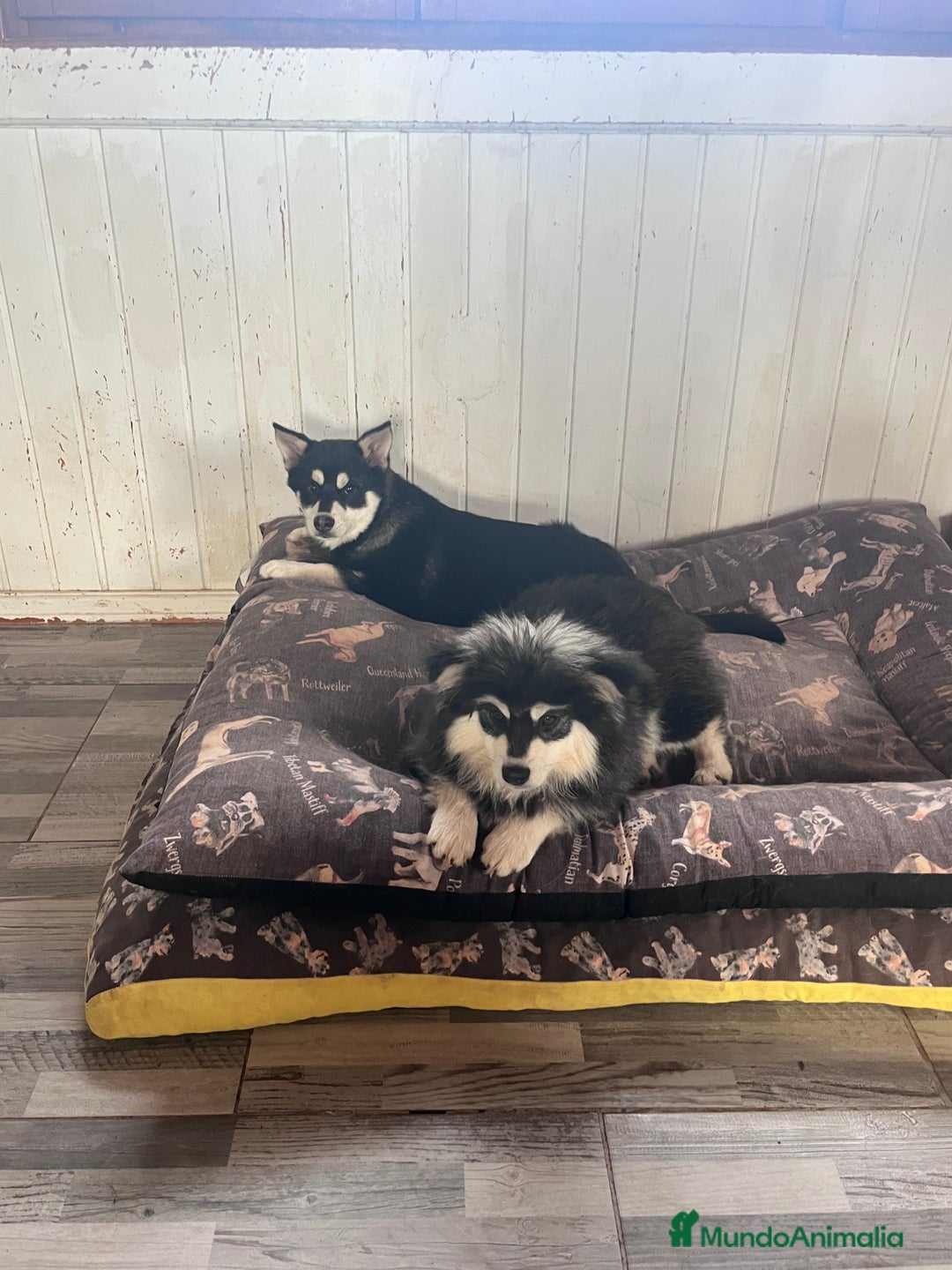 Pomsky perros en venta: Pomsky multigeneracional  - Anuncio 4