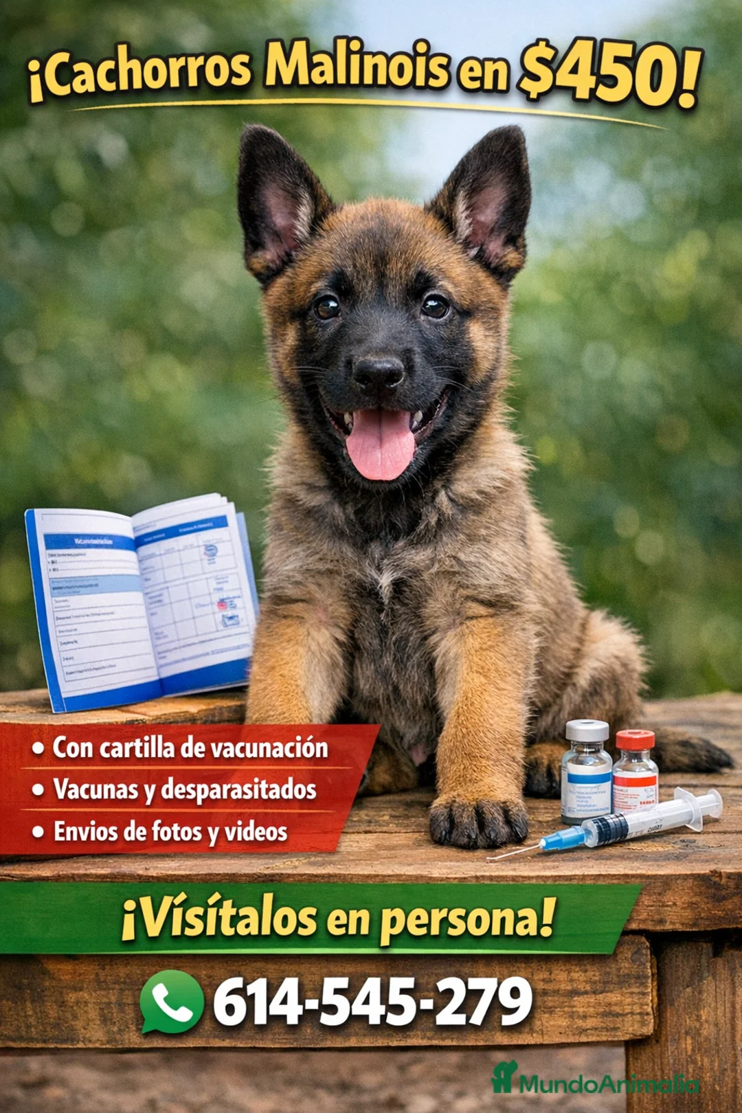 Pastor Belga Malinois perros en venta: PASTOR BELGA MALINOIS en Cáceres - Anuncio 1