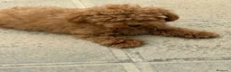 Caniche Toy perros en venta: CANICHE TOY MACHO  - Anuncio 2