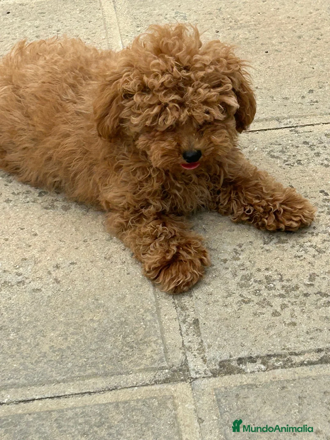 Caniche Toy perros en venta: CANICHE TOY MACHO  - Anuncio 2