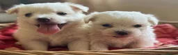 Bichón Maltés perros en venta: Bichon maltés  - Anuncio 1