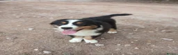 Pastor Australiano perros en venta: PASTOR AUSTRALIANO  - Anuncio 5
