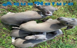 Pequeño Lebrel Italiano perros en venta: Lebrel Italiano Hembra 3 AQUANATURA - Imagen 5