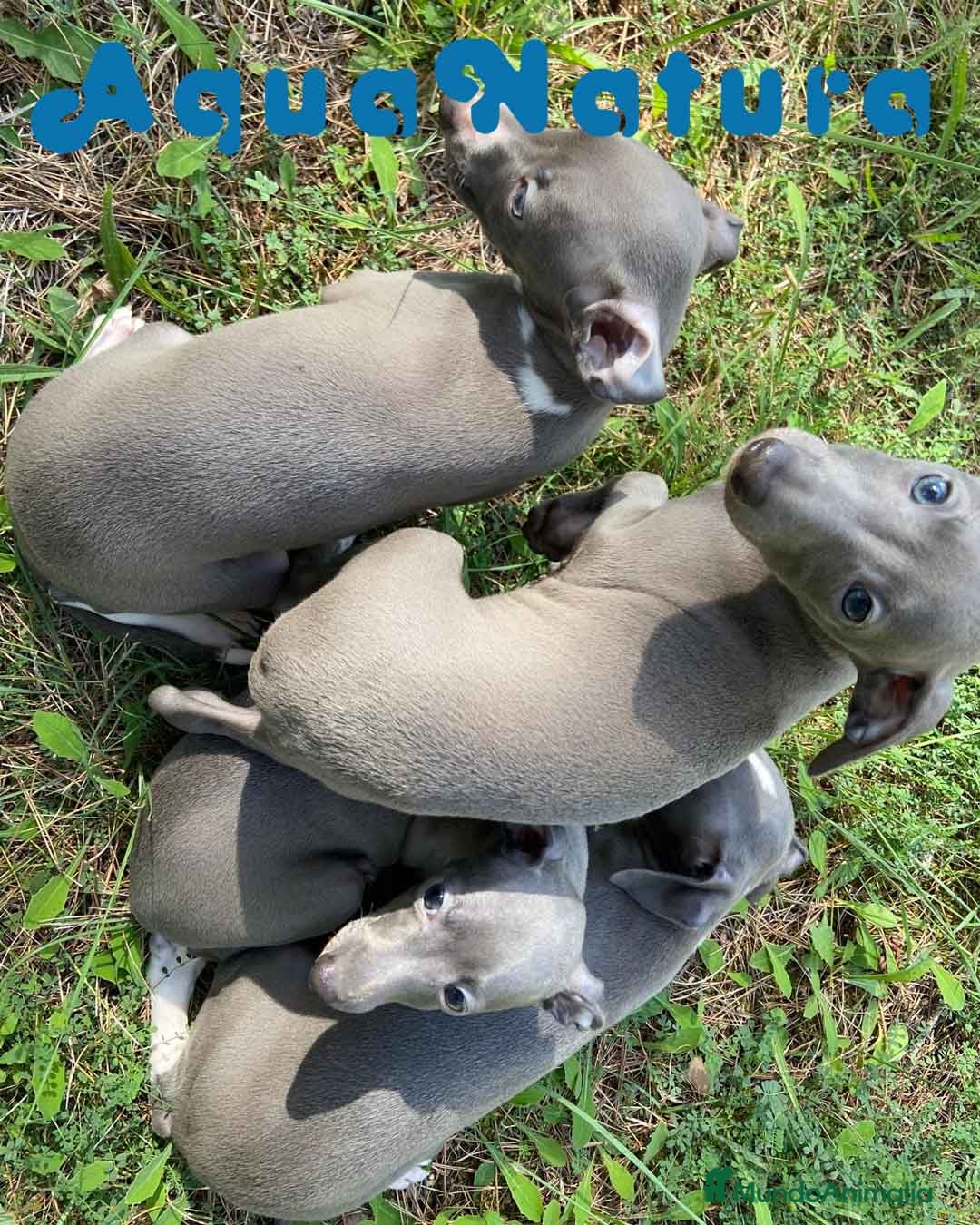 Pequeño Lebrel Italiano perros en venta: Lebrel Italiano Hembra 3 AQUANATURA - Imagen 5