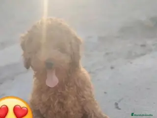 Caniche Enano perros Caniches enanos en Badajoz - Anuncio 1