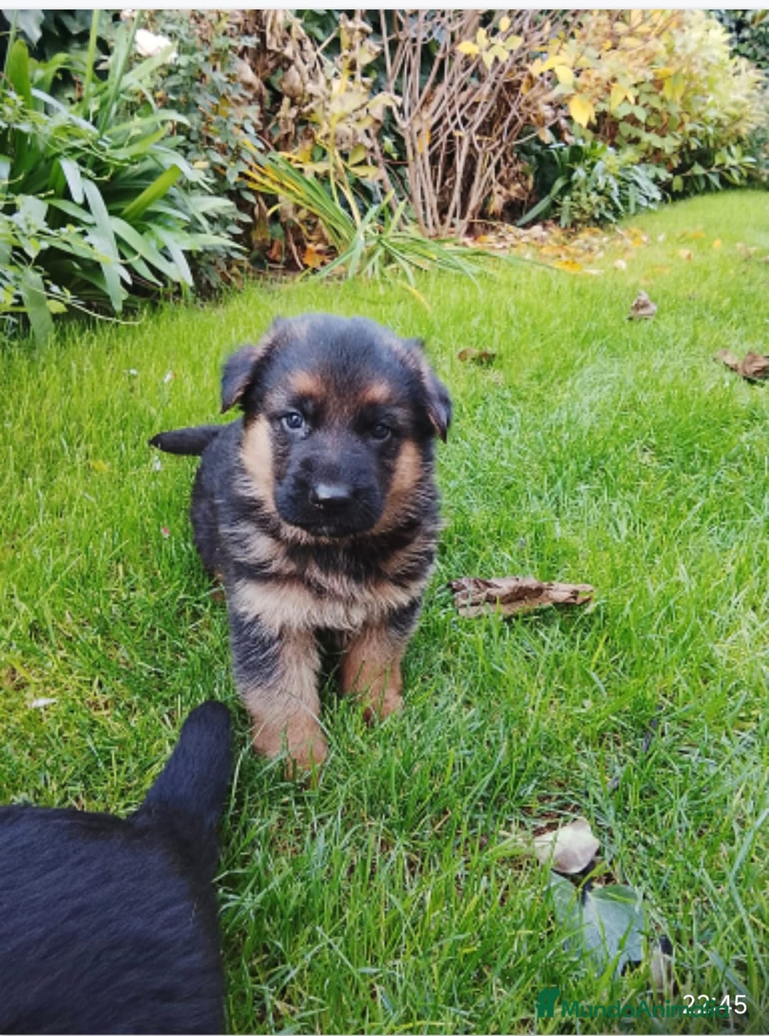 Pastor Alemán perros en venta: Cachorros de pastor alemán  - Anuncio 5