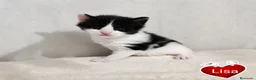 Maine Coon gatos en venta: Camada de gatitos maine coon - Anuncio 4